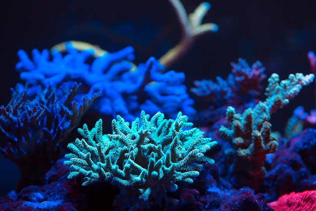 Coraux dans un aquarium marin.