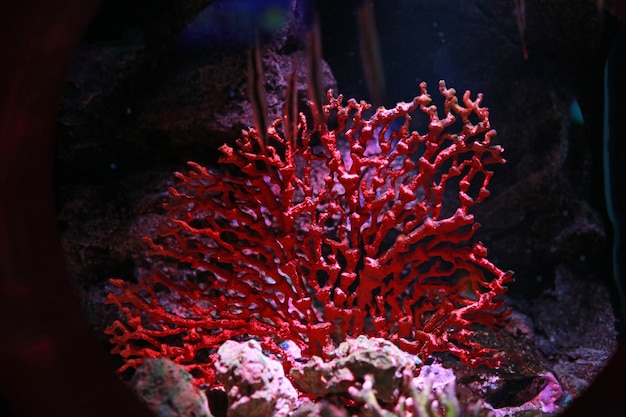 Photo coraux dans l'aquarium