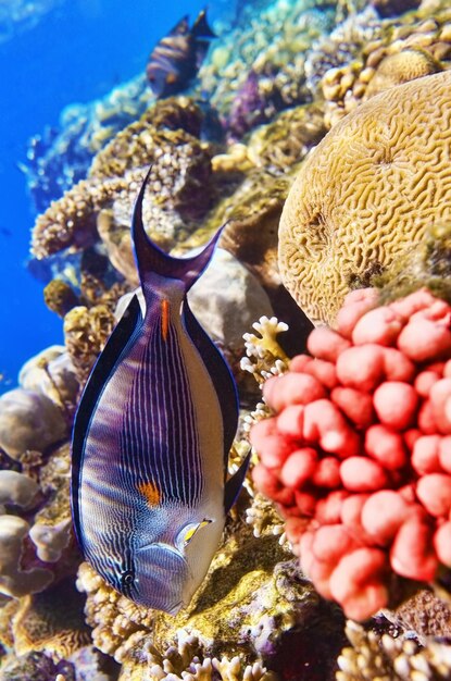 Photo coraux et poissons de la mer rougefishsurgeon