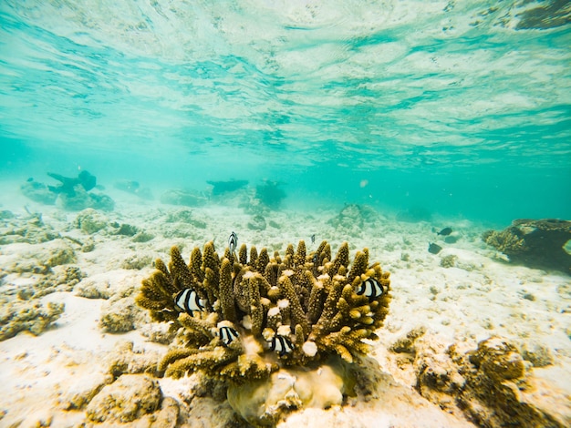 Coraux et poissons tropicaux vie marine sous-marine