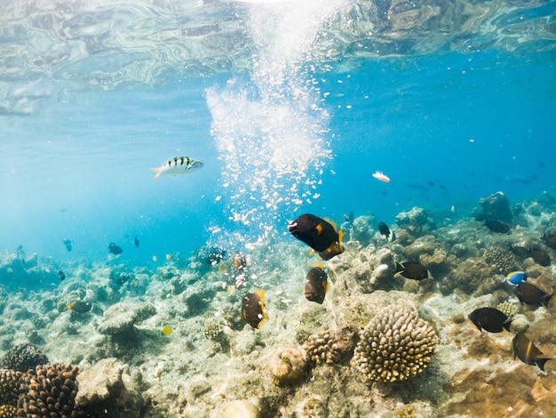 Coraux et poissons tropicaux vie marine sous-marine