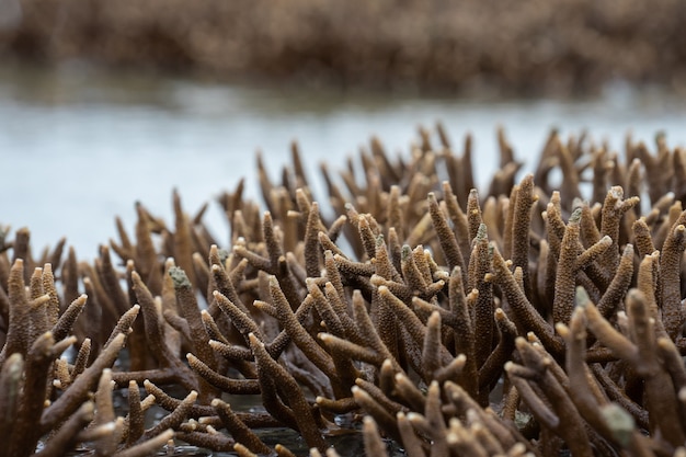 Les Coraux Poussent Près D'une île Hors De L'eau