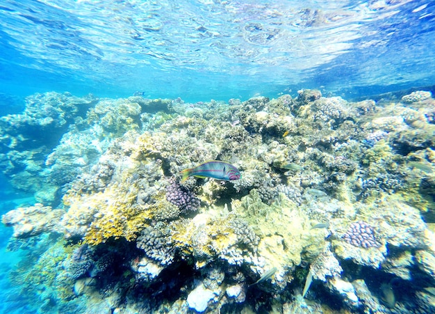 Coraux sous l'eau dans la mer