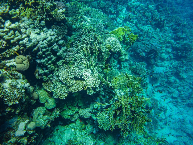 Coraux sous l'eau. egypte vie sous-marine de la mer rouge.