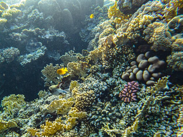 Coraux sous l'eau. egypte vie sous-marine de la mer rouge.