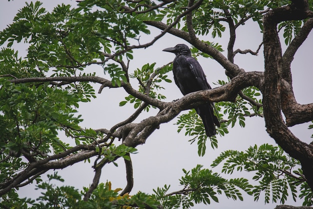 Corbeau assis sur une branche d'arbre pour se reposer ou à la recherche d'une victime.