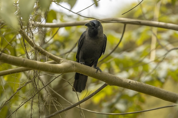 Corbeau assis sur une branche