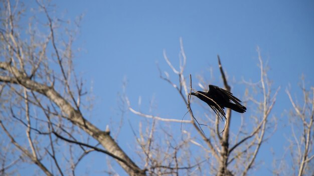 Un corbeau avec une branche