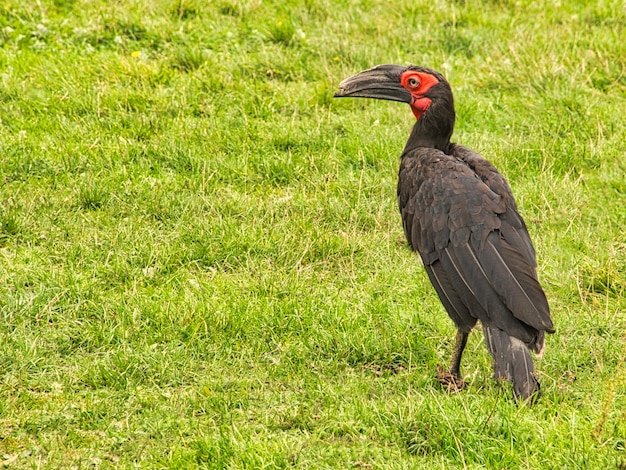 Un corbeau cornu africain à Marlow Bird Park