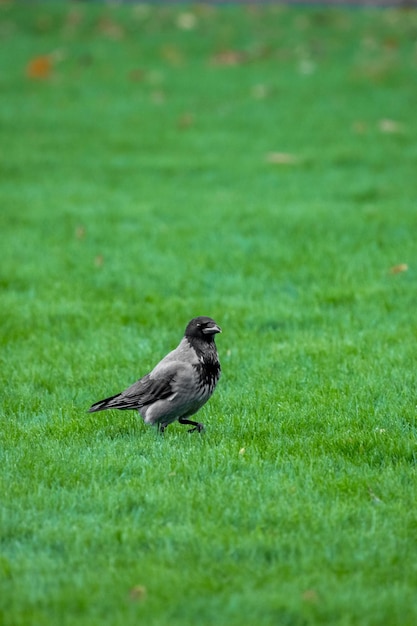 Un corbeau dans le parc. Alimentation des oiseaux. Un corbeau cherche de la nourriture. Grand bec.