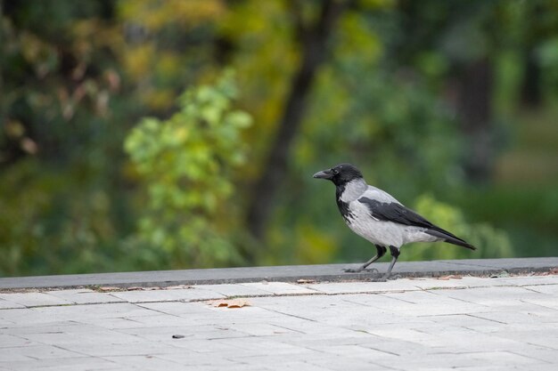Un corbeau dans le parc. Alimentation des oiseaux. Un corbeau cherche de la nourriture. Grand bec.
