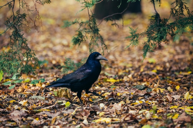 Corbeau dans le parc d'automne