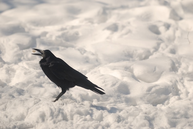 Corbeau dans un parc d'hiver