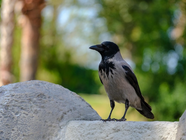 Un corbeau dans le parc