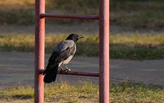 Un corbeau gris est assis sur un bar pour enfants un matin ensoleillé de septembre dans la région de Moscou Russie