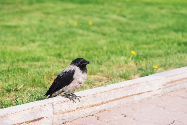 Corbeau gris noir marche sur la frontière près du trottoir sur fond d'herbe verte