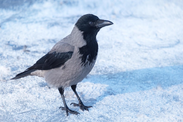 Corbeau en hiver, Corvus cornix