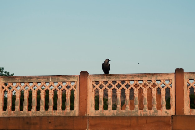 Corbeau sur le mur en Inde