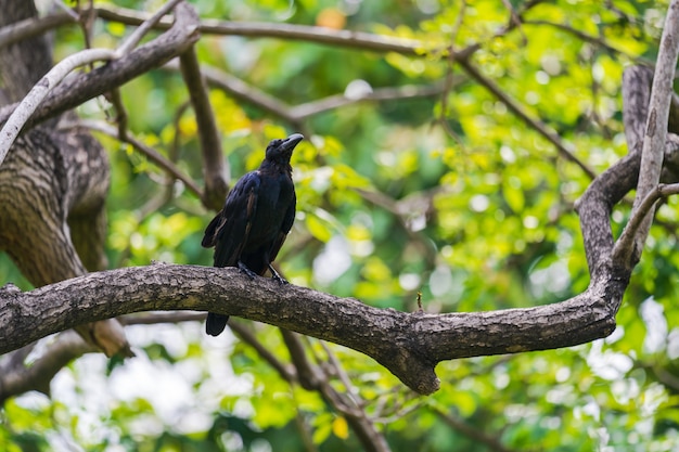 Corbeau noir sur des branches d&#39;arbres