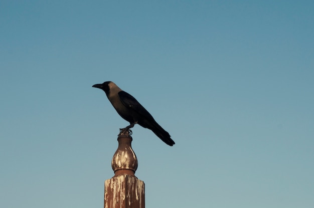 Corbeau noir closeup avec fond de ciel