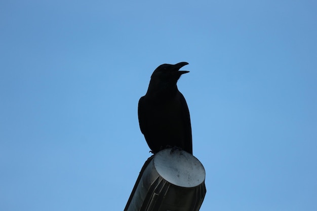 Un corbeau noir dans le Dataran Putra Jaya Malaisie À cet endroit beaucoup de corbeaux volent