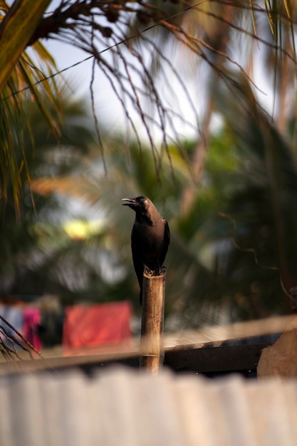 Un corbeau noir est assis sur un poteau