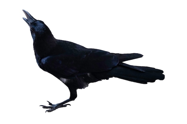 Corbeau noir isolé sur fond blanc