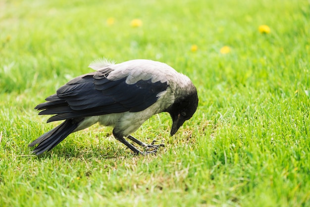 Corbeau noir marche sur la pelouse verte avec espace copie. Corbeau sur l'herbe. Oiseau sauvage sur Prairie. Animal prédateur de la faune de la ville. Le plumage de l'oiseau est de près.