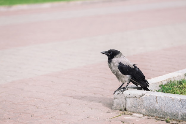 Photo corbeau noir se promène sur la frontière près du trottoir gris