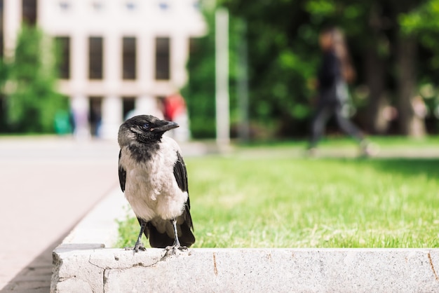 Corbeau noir se promène sur la frontière près du trottoir gris