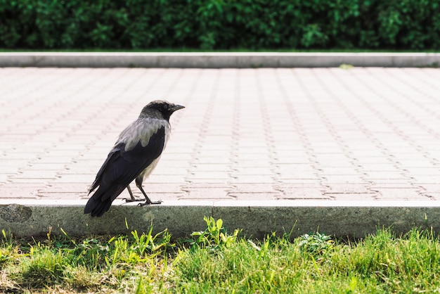 Photo corbeau noir se promène sur la frontière près du trottoir gris