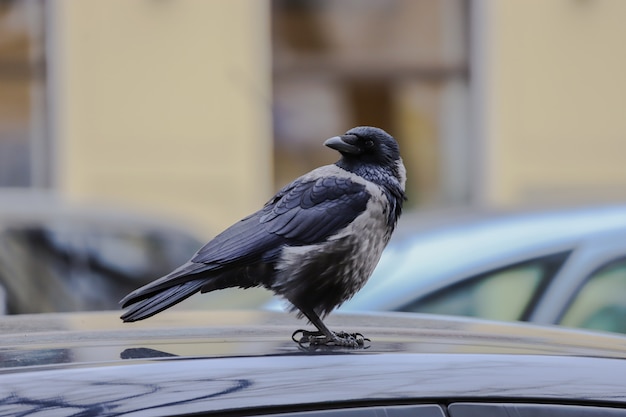 Corbeau noir sur le toit d'une voiture