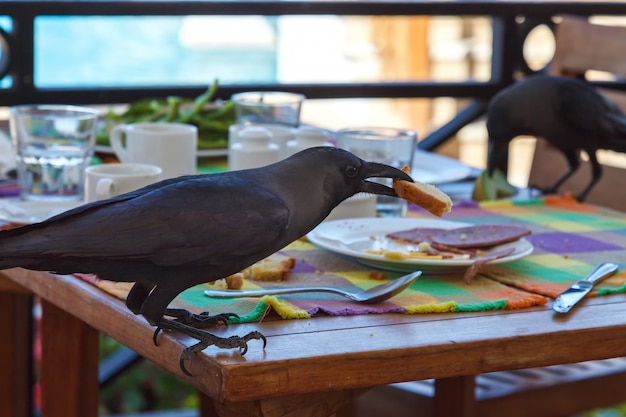 Corbeau noir vole la nourriture de la table dans un café