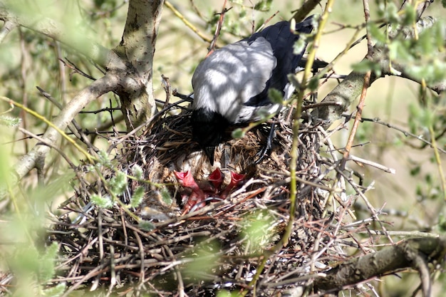 Photo un corbeau nourrit de petits poussins affamés dans un nid sur un arbre de la forêt.