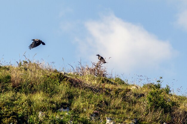 Un corbeau sur un poteau en bois dans la montagne