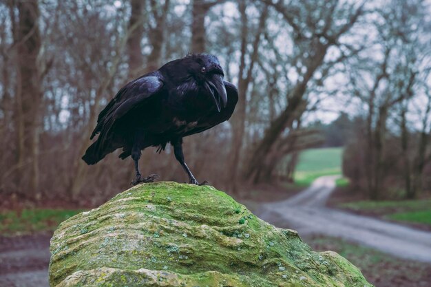 Photo corbeau sur un rocher au carrefour dans la forêt du soir