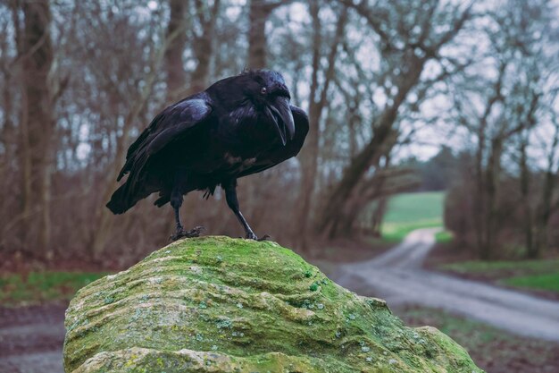 Corbeau sur un rocher au carrefour dans la forêt du soir