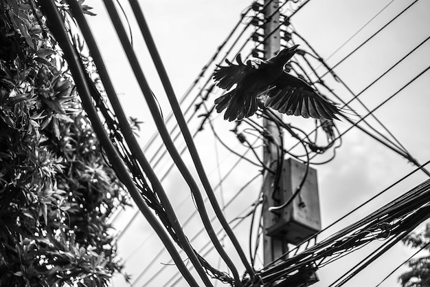 Le corbeau s'accroche au câble électrique