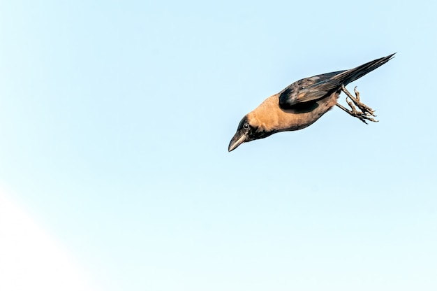 Un corbeau sautant en l'air