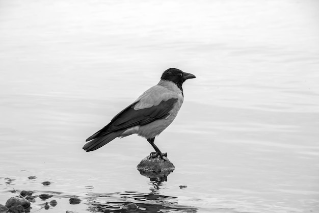 Un corbeau se dresse sur un rocher dans l'eau