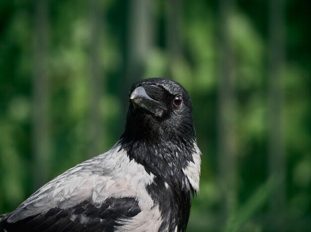 Corbeau de la ville sur la pelouse dans le parc dans l'herbe verte