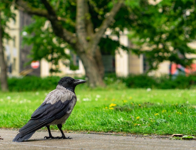 Corbeau sur la voie piétonne dans un parc de la ville