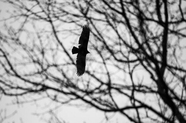 Photo un corbeau vole à travers les arbres en noir et blanc