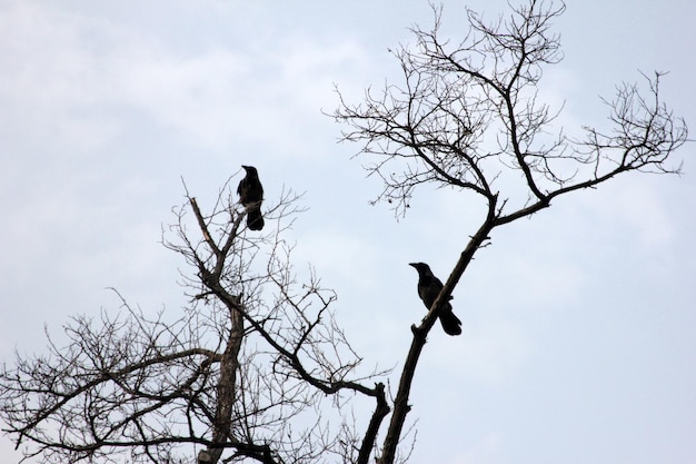 corbeaux sur une branche d'arbre