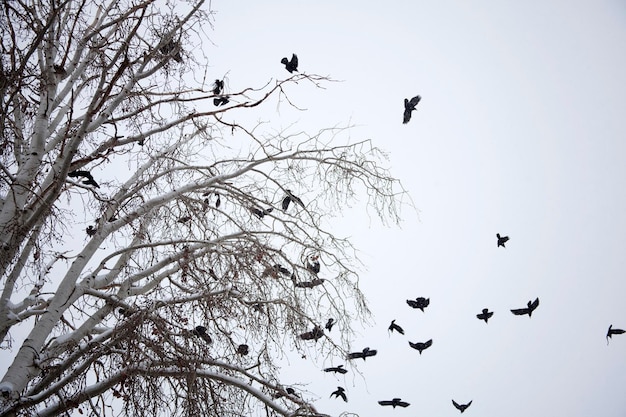 Corbeaux sur fond de branche d'arbre