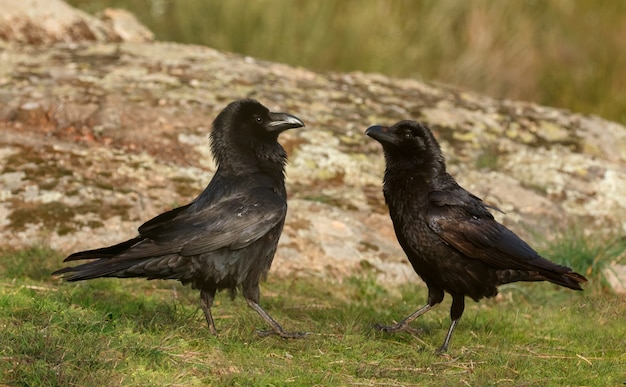 Corbeaux noirs