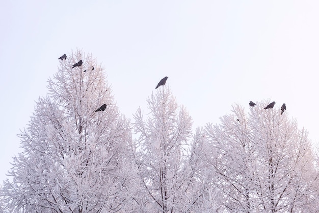 Des corbeaux sont assis sur des branches d'arbres couvertes de givre par une froide journée d'hiver. Climat, météo.