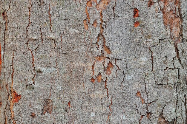 Écorce d'arbre en arrière-plan