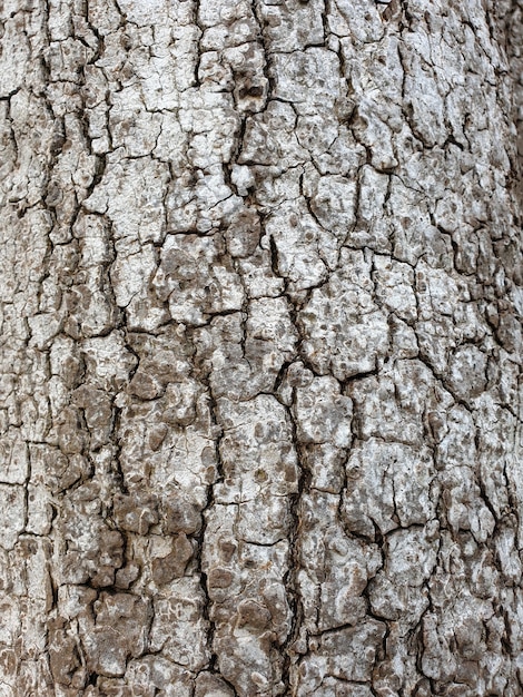 Écorce d'arbre bouchent la texture