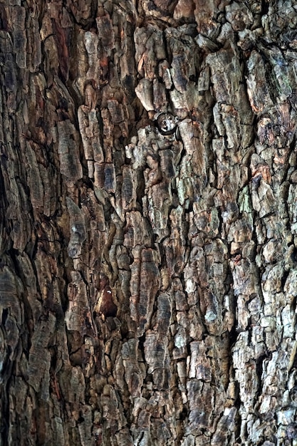 Écorce d'arbre bouchent la texture